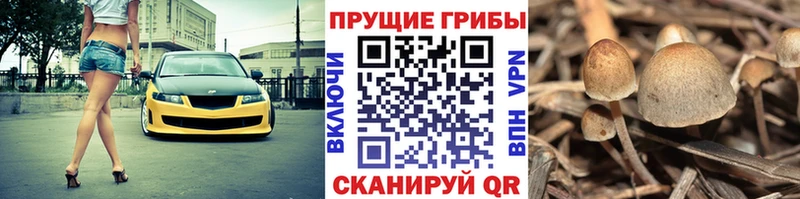 Галлюциногенные грибы GOLDEN TEACHER  Купить закладки  Морозовск 